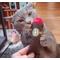 Show in main carousel: Meowijuana Catnip Cigar Cat Toy, Color Varies slide 3 of 7