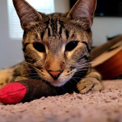 Show full view: Meowijuana Catnip Cigar Cat Toy, Color Varies slide 5 of 7