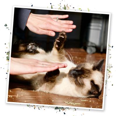 Show full view: Meowijuana Cloud 9 Sunflower Petal, Rose Petal & Marshmallow Leaf Blend Catnip, 26-g bottle slide 5 of 6