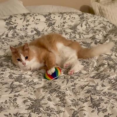 Show full view: Meowijuana Get a Rise Balloon Refillable Plush Cat Toy with Catnip slide 4 of 4