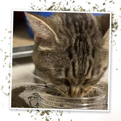 Show full view: Meowijuana Jar of Catnibas Catnip Pawty Mix with Lemongrass Cat Catnip, 60-g bag slide 4 of 8