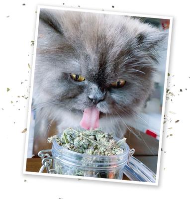 Show full view: Meowijuana Jar of Organic Catnibas Catnip Buds, 20-g jar slide 4 of 10