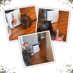 Meowijuana Jump 'n' Jamb Get Wild Sloth Refillable Swinging Door Jamb Cat Plush Toy with Catnip slide 2 of 7