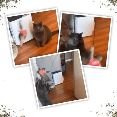 Show full view: Meowijuana Jump 'n' Jamb Get Wild Sloth Refillable Swinging Door Jamb Cat Plush Toy with Catnip slide 6 of 10