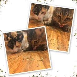 Meowijuana Kalico Kush Catnip & Valerian Root Blend Catnip, 0.917-oz bottle slide 2 of 8