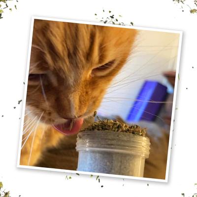 Show full view: Meowijuana Kalico Kush Catnip & Valerian Root Blend Catnip, 0.917-oz bottle slide 6 of 10