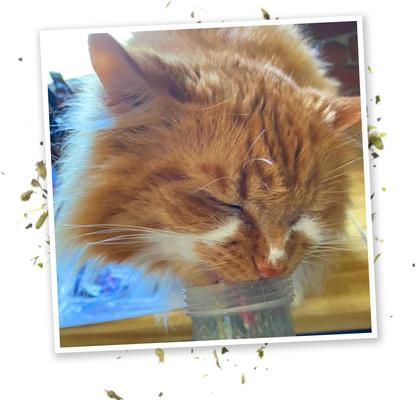 Show full view: Meowijuana Kalico Kush Catnip & Valerian Root Blend Catnip, 0.917-oz bottle slide 7 of 10