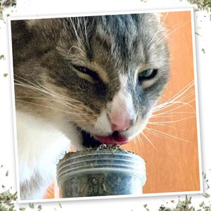 Meowijuana Meowi-Waui Catnip, Large