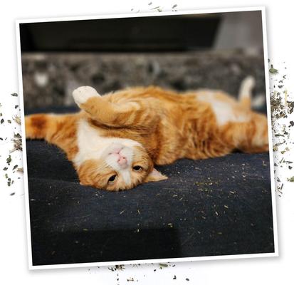 Show full view: Meowijuana Mice Dreams Catnip, Passion Flower, & Lavender Blend Catnip, 0.917-oz bottle slide 5 of 8