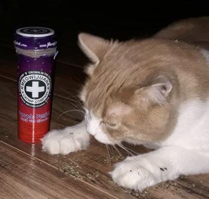 Show full view: Meowijuana Purrple Passion Catnip & Silvervine Blend Catnip, 0.917-oz bottle + Meowijuana Refillable Get Smoked Catnip Fish Cat Toy slide 5 of 10