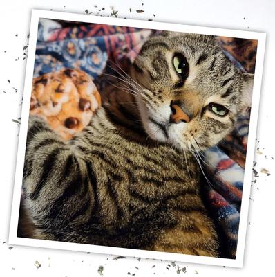 Show full view: Meowijuana Refillable Get Baked Catnip Cookie Cat Toy slide 6 of 9