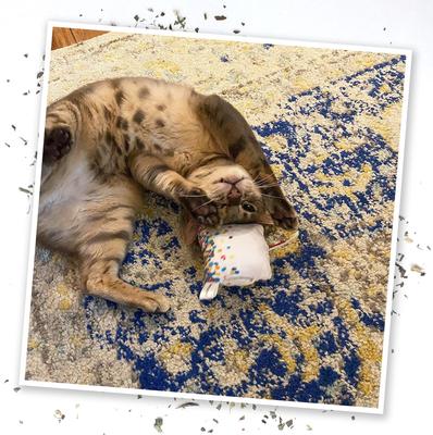 Show full view: Meowijuana Refillable Get Lit Cake Cat Toy slide 7 of 10