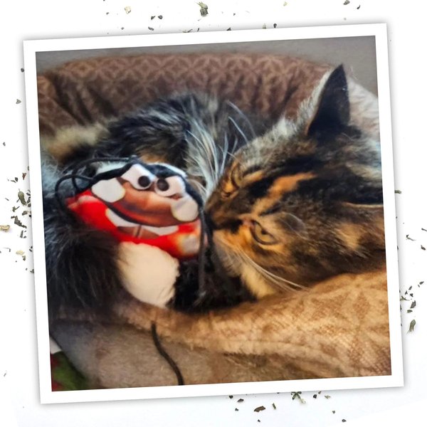 Show full view: Meowijuana Refillable Get Sprung Ladybug Cat Plush Toy with Catnip slide 5 of 6