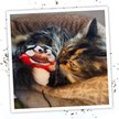 Show in main carousel: Meowijuana Refillable Get Sprung Ladybug Cat Plush Toy with Catnip slide 5 of 6