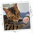 Show in main carousel: Meowijuana Refillable Get Wrapped Sushi Cat Toy slide 7 of 9