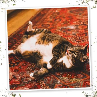 Show full view: Meowijuana Thyme Out Blend Catnip, 0.92-oz bottle slide 5 of 6