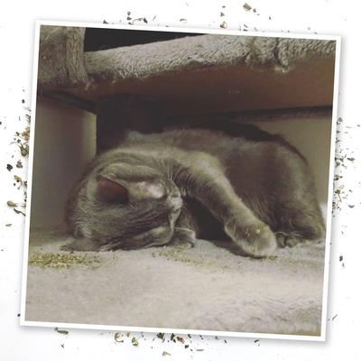 Show full view: Meowijuana Whisker Tickler Catnip, Chamomile, & Dandelion Blend, 26-gram bottle slide 5 of 7