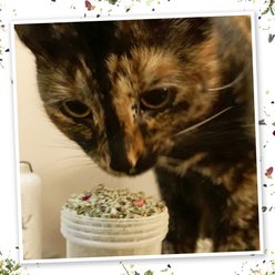 Meowijuana Winter Lift Peppermint, Cranberry, Silvervine, & Catnip Blend Catnip, 26-g jar slide 2 of 6
