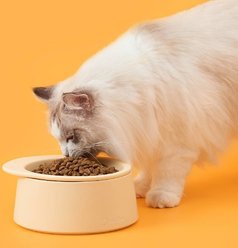 Michu Dinnerware Ceramic Cat Hat Bowl, Large, Cream slide 2 of 4