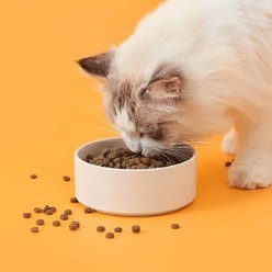 Michu Dinnerware Ceramic Cat Water Bowl, Large, Cream slide 2 of 4