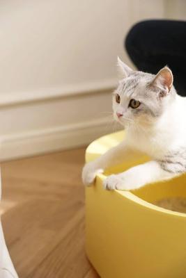 Show full view: Michu Macaron High Edge Open Style Cat Litter Box, Pineapple slide 4 of 9
