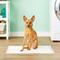 Show in main carousel: MidWest Dry Paws Training & Floor Protection Pads, 14 count slide 2 of 7