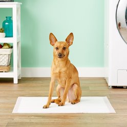 MidWest Dry Paws Training & Floor Protection Pads, 7 count slide 2 of 5