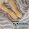 Show in main carousel: MidWest Homes for Pets Quiet Time Deluxe Wave Bolster Dog & Cat Bed, Gray, X-Small slide 6 of 7