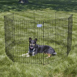 MidWest Wire Foldable Dog & Cat Exercise Pen, Black, Intermediate: 36-in