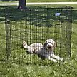 Show in main carousel: MidWest Wire Foldable Dog & Cat Exercise Pen, Black, X-Large: 48-in slide 3 of 6