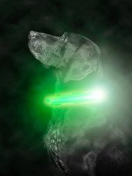 Mighty Paw LED Dog Collar, Green, Small