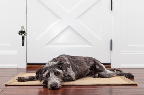 Show full view: Mighty Paw Metal Brass Tinkle Bell Dog Doorbell, Silver slide 7 of 9