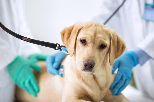 Show full view: Mighty Paw Nylon Reflective Short Dog Leash, Black & Orange, 1.5-ft long, 1-in wide slide 5 of 10