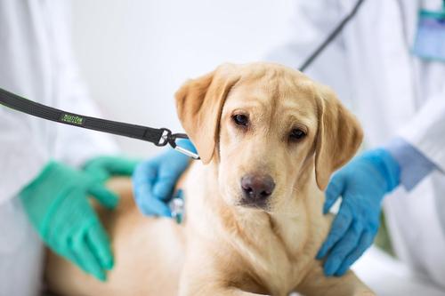 Show full view: Mighty Paw Nylon Reflective Short Dog Leash, Grey & Green, 2.5-ft long, 1-in wide slide 5 of 10