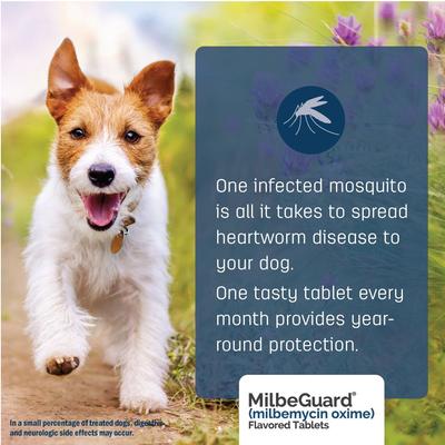 Show full view: Milbeguard Flavored Tablets for Dogs, 11 -25 lbs, and for Cats, 1.5 - 6 lbs (Blue Box), 5.75 mg, 6 tablets (6-mos. supply) slide 3 of 10