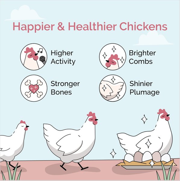 Show full view: Mile Four 16% Organic Pellet Layer Chicken & Duck Feed, 23-lb bag slide 3 of 8