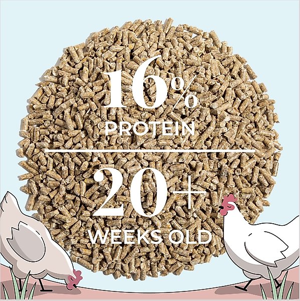 Show full view: Mile Four 16% Organic Pellet Layer Chicken & Duck Feed, 23-lb bag slide 7 of 8