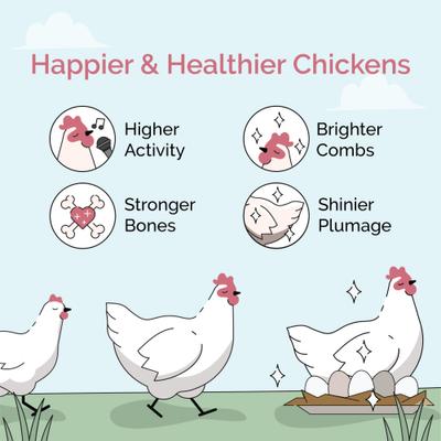 Show full view: Mile Four 18% Organic Whole Grain Grower Chicken & Duck Feed, 23-lb bag slide 3 of 11