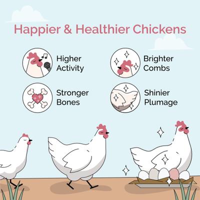 Show full view: Mile Four Chicken Grit Digestive Poultry Supplement, 50-lb bag slide 3 of 9