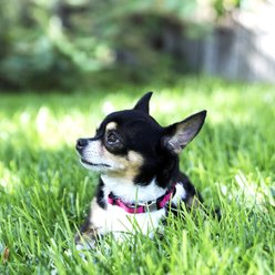 Mimi Green Engraved Buckle Ribbon Standard Cat & Dog Collar, Bluebird, Small slide 2 of 4