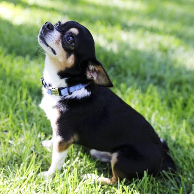 Show full view: Mimi Green Engraved Buckle Ribbon Standard Cat & Dog Collar, Purple, Small slide 3 of 4