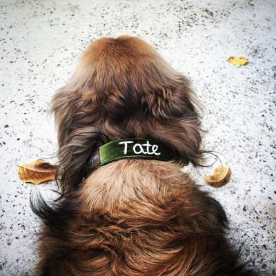 Show full view: Mimi Green Hand Embroidered Velvet Personalized Dog Collar, Hunter Green, X-Large: 22 to 26-in neck, 1-in wide slide 3 of 5