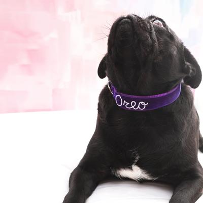 Show full view: Mimi Green Hand Embroidered Velvet Personalized Dog Collar, Prince Purple, Medium: 12 to 15-in neck, 1-in wide slide 3 of 5