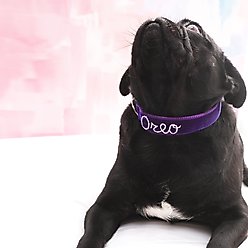 Mimi Green Hand Embroidered Velvet Personalized Dog Collar, Prince Purple, X-Large: 22 to 26-in neck, 1-in wide slide 2 of 3