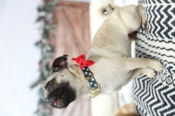 Mimi Green Holiday Velveteen Bow Tie Dog Collar Accessory, Forest Green, Small slide 2 of 5
