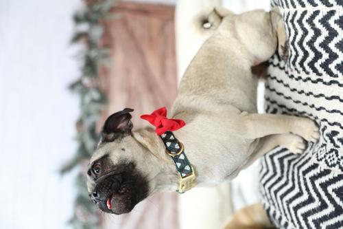 Show full view: Mimi Green Holiday Velveteen Bow Tie Dog Collar Accessory, Scarlet Red, Small slide 5 of 7