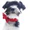 Show in main carousel: Mimi Green Holiday Velveteen Bow Tie Dog Collar Accessory, Scarlet Red, Small slide 3 of 7