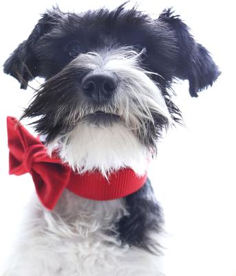 Show full view: Mimi Green Holiday Velveteen Bow Tie Dog Collar Accessory, Scarlet Red, Small slide 3 of 7