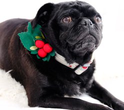 Mimi Green Holly Dog & Cat Collar Accessory, Red/Green, Medium slide 2 of 3