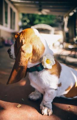 Show full view: Mimi Green Joy Holiday Flower Dog Collar Accessory, Cream, Small slide 3 of 6